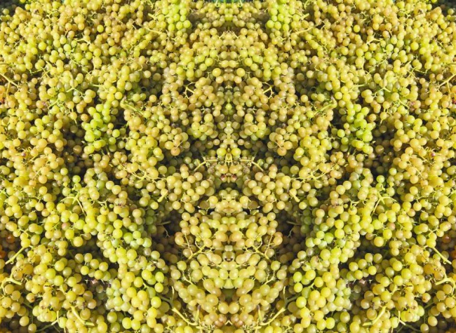 In vino veritas